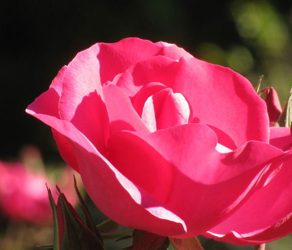 Наталья Кустова(Цой)