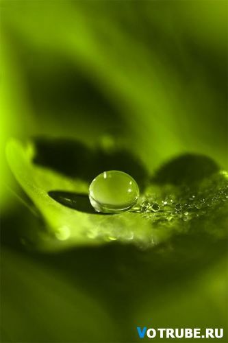 Володя. Максимов