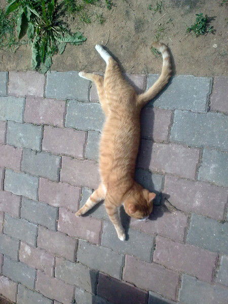 Вова Корякин