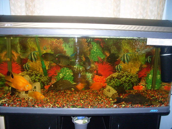 Альфия Колячко