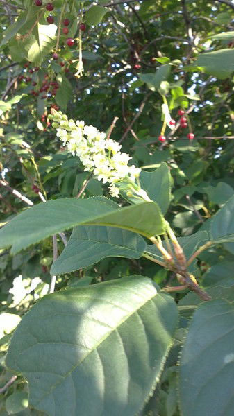 Ольга Минакова