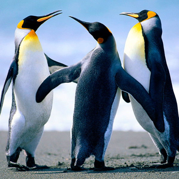 Ваня Волков