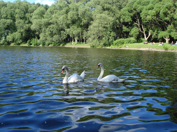 Л.а."незнакомка" **