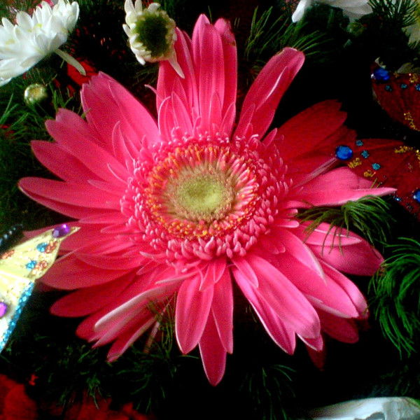 Лидия Ковач