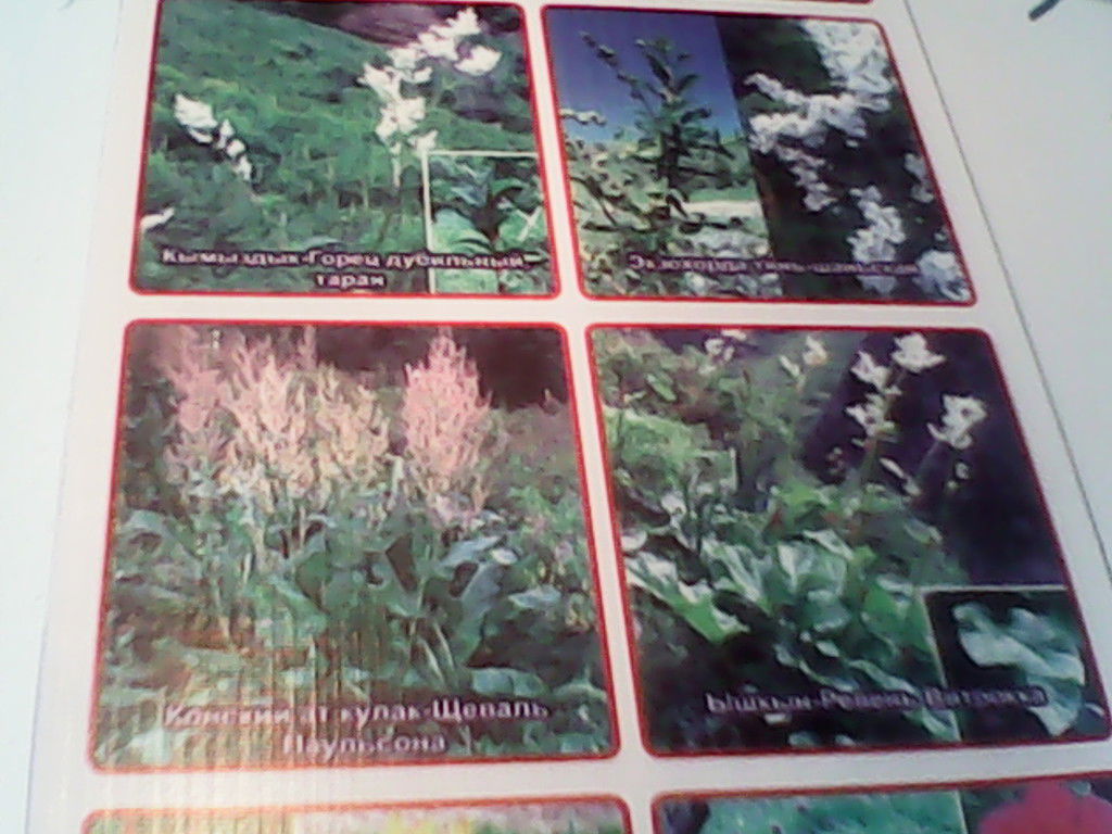 Акбермет Козубаева