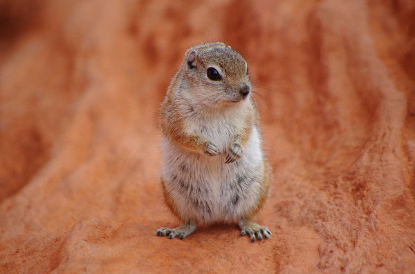 Александр Рожков