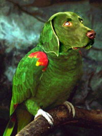 Алексей Кулешов