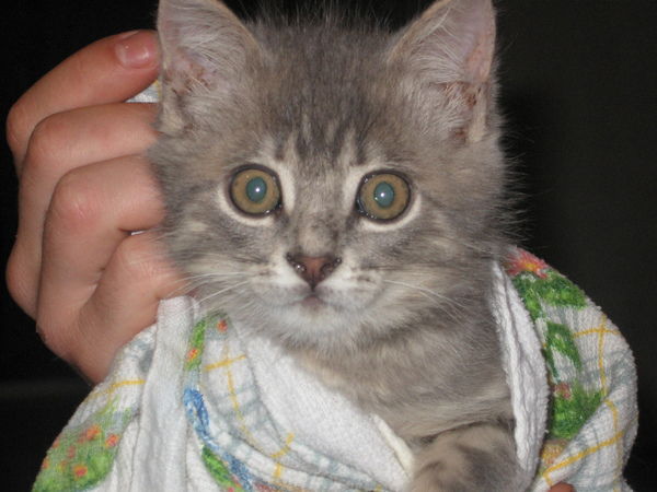 Елена Кабанова