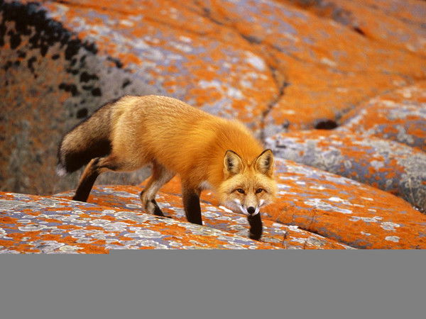 Артур Шатилов