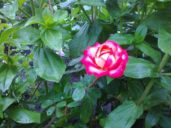 Антонина Галкина