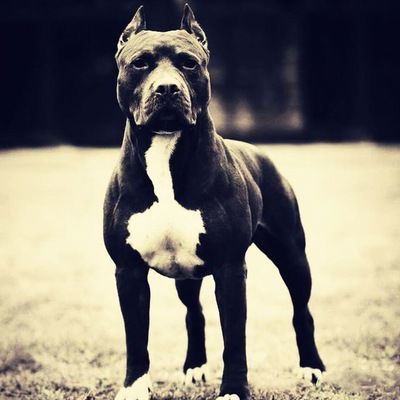 Дарья Куликова