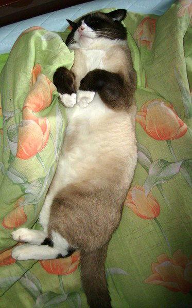 Владимир Рубаник