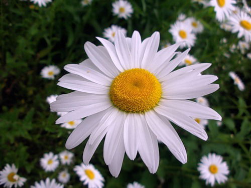 Ирина Яковлева