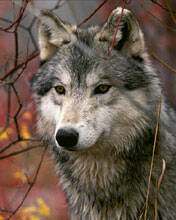 Сергей Абанин