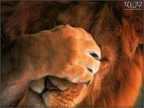 Ирина Баварская