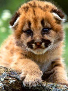 Владимир Андрющенко