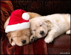 Вероника Кожара