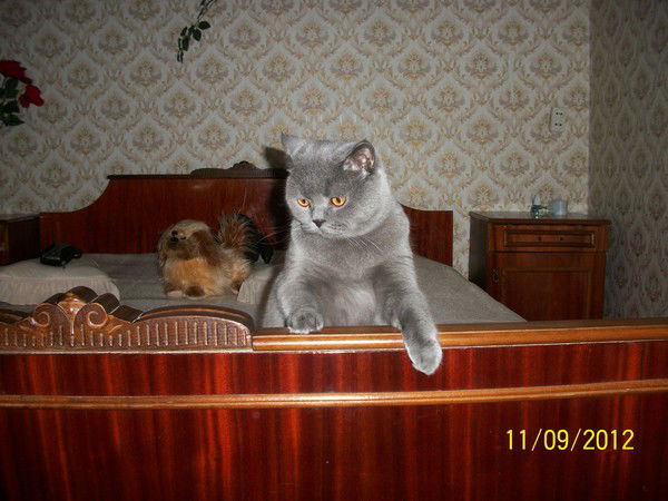 Светлана Петренко