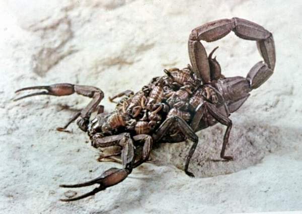 Андрей Сорокин