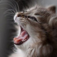 Syslik Личность