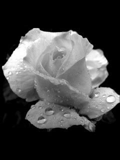 Ирина Новоселова