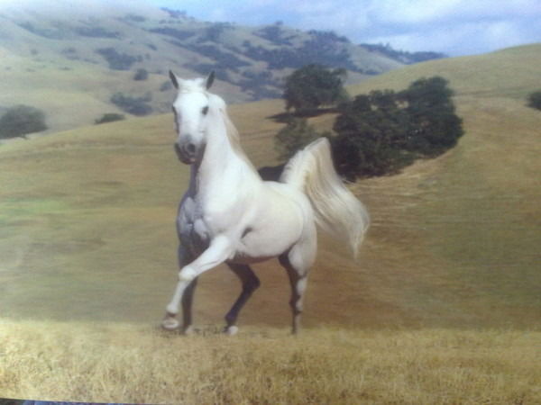 Бактыбек Сукеев