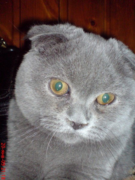 Дима Карпов