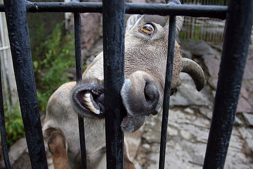 Альберт Перевозчиков