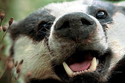 Карл Чеботкин