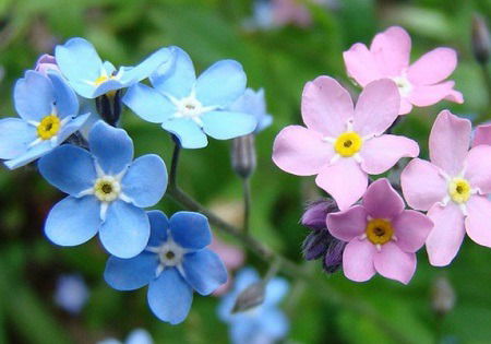 Надежда Мясникова