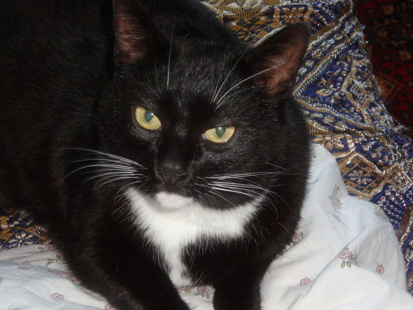 Света Лукина