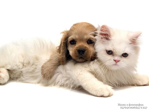 Елена Захарова