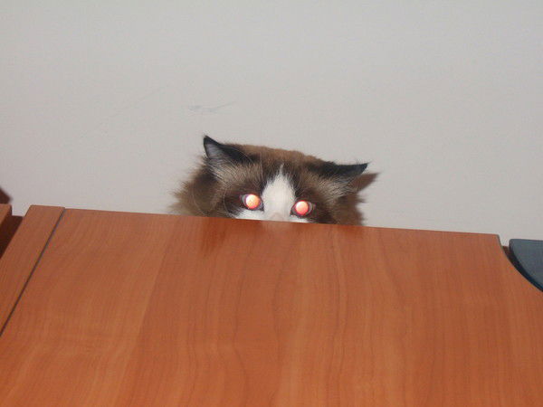 Наташа Войнова