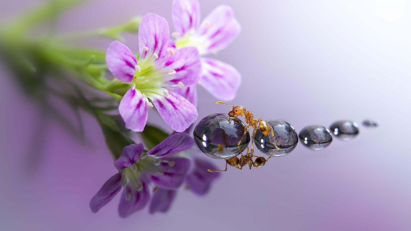 Иллюзия Жизни