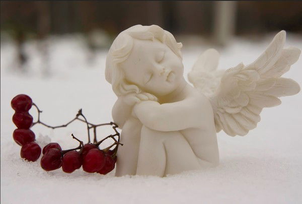 Спящий Енот