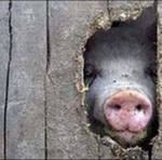 Иван Трубач