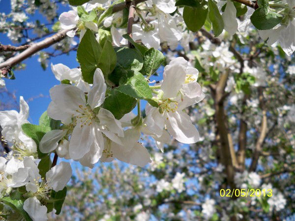 Светлана Радаева