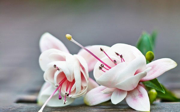 Дина Ахметова