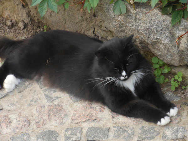 Елена Чигасова