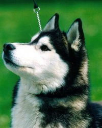 Настя Романенко