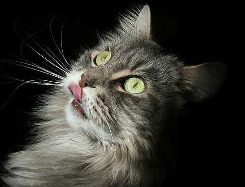 Маргарита Марго