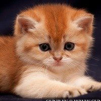 Амалия Зубарева