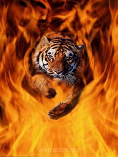 ...тигр... ...тигр...