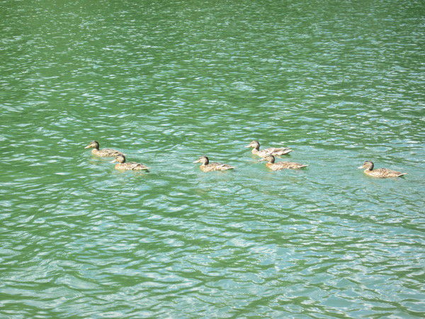 Илья Чепель