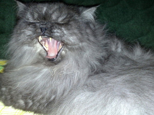 Ирина Пронина