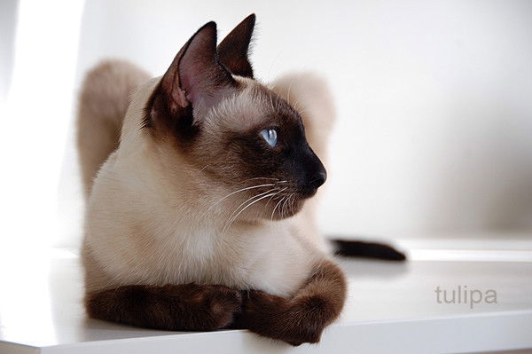 Людмила Чекалкина