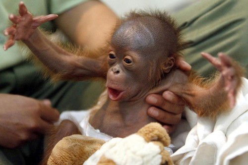 Лапшин Константин