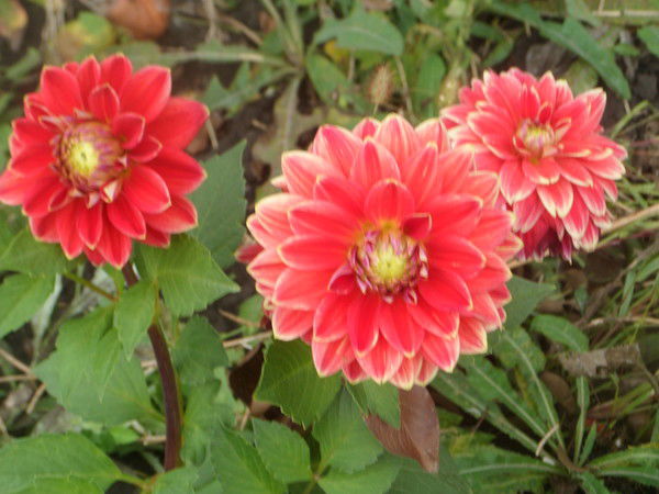 Татяна Немцева