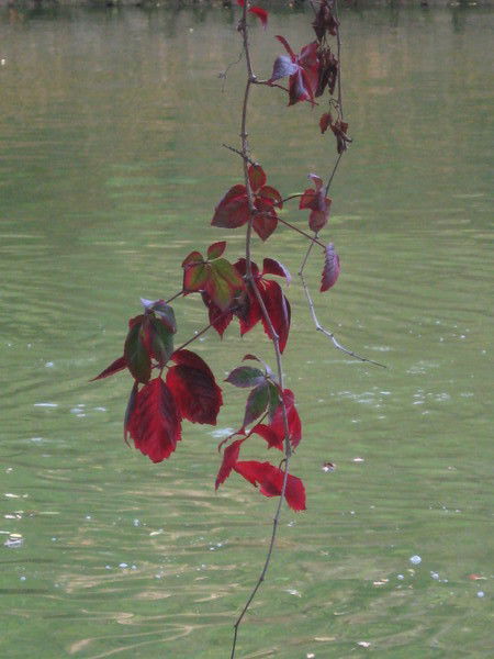 Людмила Попова