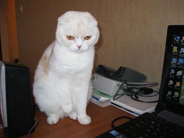 Александра Будина